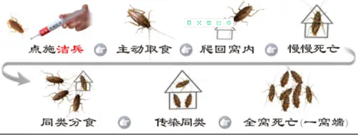 鄭州滅蟑螂